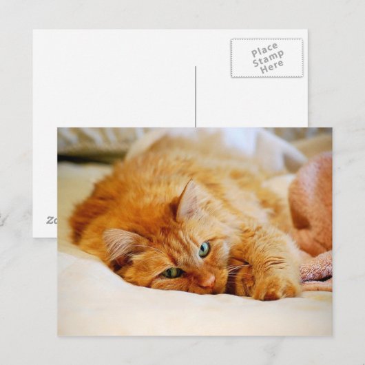 Briefkaart van zoete Oranje kat (Voorkant / Achterkant)