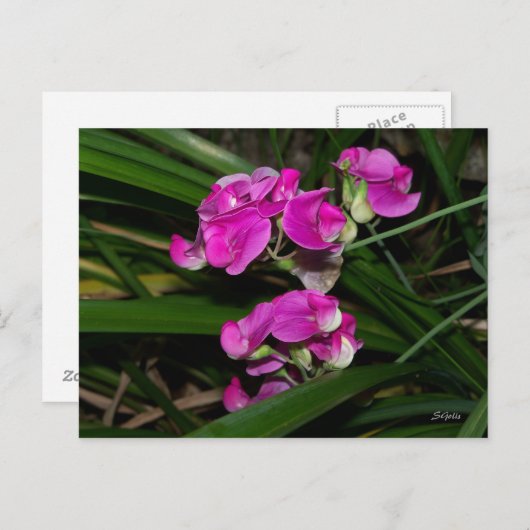 Briefkaart van zoete peul (Voorkant / Achterkant)