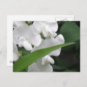 Briefkaart van zoete peuzenbloemen (Voorkant / Achterkant)