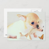 Briefkaart van zoete puppies (Voorkant / Achterkant)