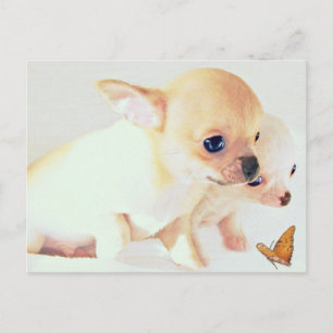 Briefkaart van zoete puppies