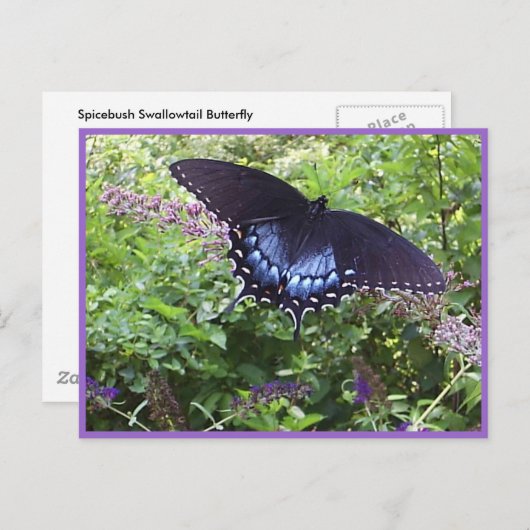 Briefkaart van zoete vlinder (Voorkant / Achterkant)