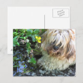 Briefkaart van zoetwaterhonden (Voorkant / Achterkant)