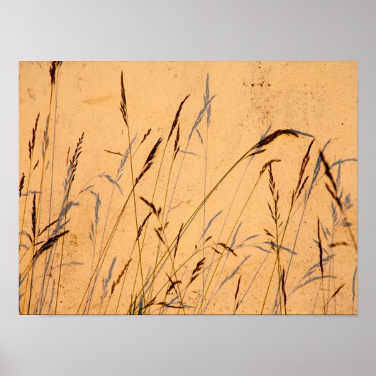Briefkaart van zomergrassen en schaduwen poster (Voorkant)