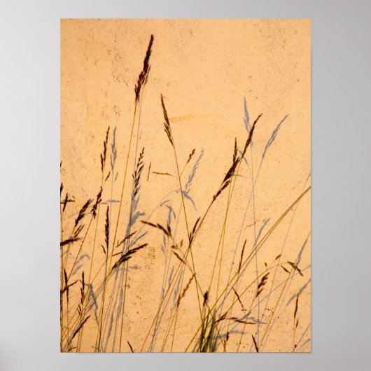 Briefkaart van zomergrassen en schaduwen poster (Voorkant)