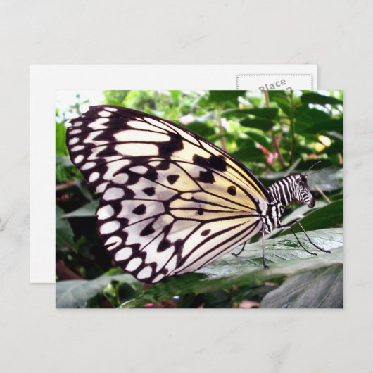 Briefkaart van Zutterfly (Voorkant / Achterkant)