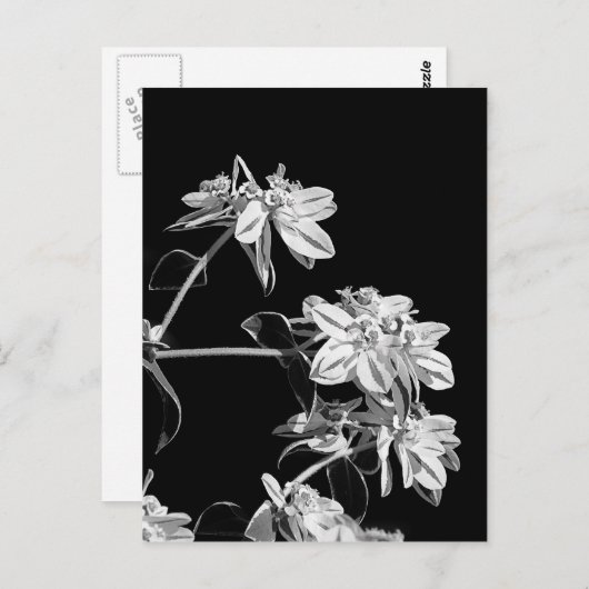 Briefkaart van zwarte en witte bloemen (Voorkant / Achterkant)