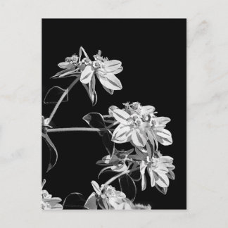 Briefkaart van zwarte en witte bloemen