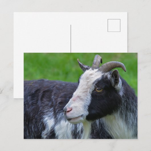 Briefkaart van zwarte en witte geiten (Voorkant / Achterkant)