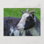 Briefkaart van zwarte en witte geiten (Voorkant)