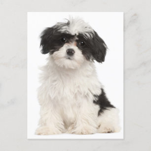 Briefkaart van zwarte en witte havanese puppy Dog