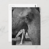 Briefkaart van zwarte en witte olifant (Voorkant / Achterkant)