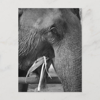 Briefkaart van zwarte en witte olifant