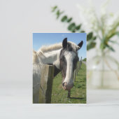 Briefkaart van zwarte en witte paarden (Staand voorkant)