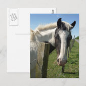 Briefkaart van zwarte en witte paarden (Voorkant / Achterkant)