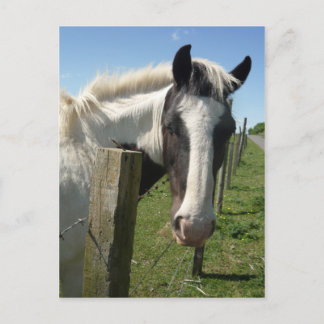 Briefkaart van zwarte en witte paarden