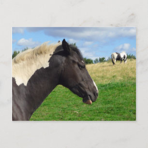 Briefkaart van zwarte en witte paarden/pony's