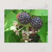 Briefkaart van zwarte frambozen (Voorkant)