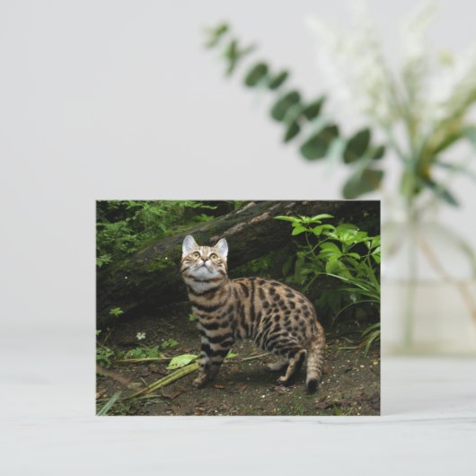 Briefkaart van zwarte katten (Staand voorkant)