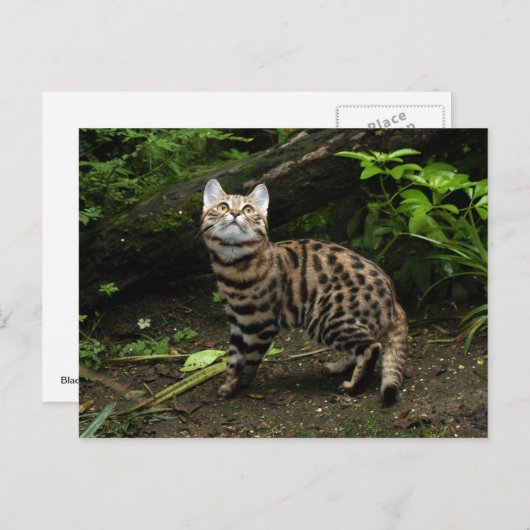 Briefkaart van zwarte katten (Voorkant / Achterkant)