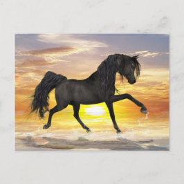 Briefkaart van zwarte paarden