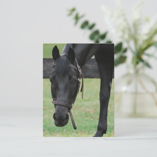 Briefkaart van zwarte paarden (Staand voorkant)