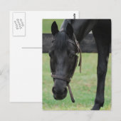 Briefkaart van zwarte paarden (Voorkant / Achterkant)