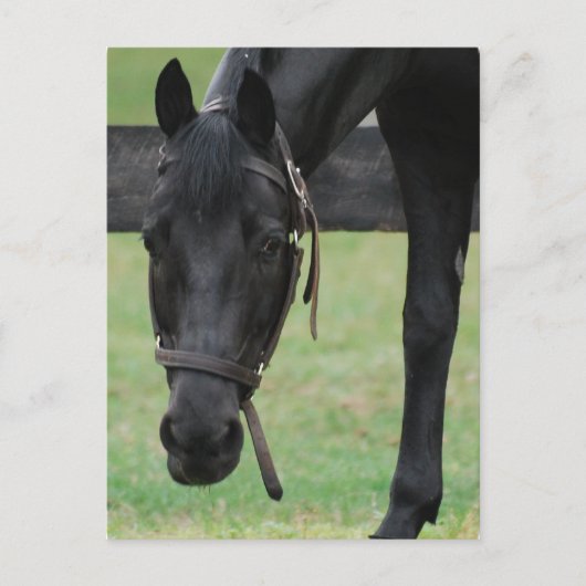Briefkaart van zwarte paarden (Voorkant)