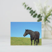 Briefkaart van zwarte paarden (Staand voorkant)