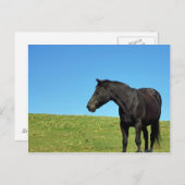 Briefkaart van zwarte paarden (Voorkant / Achterkant)