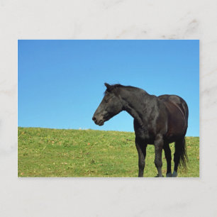 Briefkaart van zwarte paarden