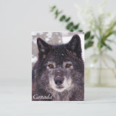 Briefkaart van zwarte wolf - Canada (Staand voorkant)