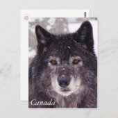 Briefkaart van zwarte wolf - Canada (Voorkant / Achterkant)