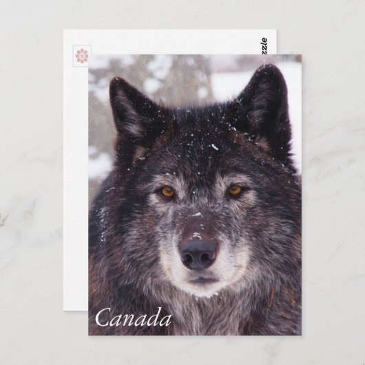 Briefkaart van zwarte wolf - Canada (Voorkant / Achterkant)