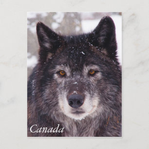 Briefkaart van zwarte wolf - Canada
