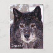 Briefkaart van zwarte wolf - Canada (Voorkant)