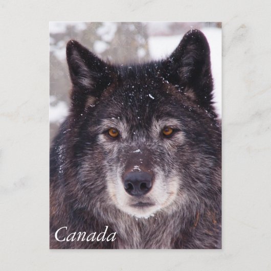 Briefkaart van zwarte wolf - Canada (Voorkant)