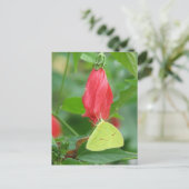 Briefkaart van zwavelturfPet (Staand voorkant)