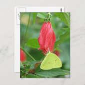 Briefkaart van zwavelturfPet (Voorkant / Achterkant)