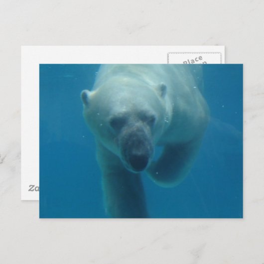 Briefkaart van zwemblair Beer (Voorkant / Achterkant)