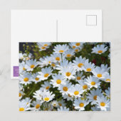 Briefkaart "veld vol madeliefjes" (Voorkant / Achterkant)