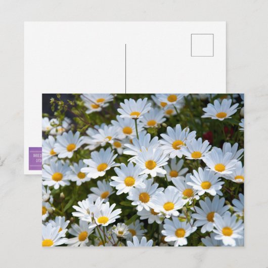 Briefkaart "veld vol madeliefjes" (Voorkant / Achterkant)