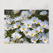 Briefkaart "veld vol madeliefjes" (Voorkant)