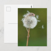 Briefkaart - Veldmuis en andelion (Voorkant / Achterkant)