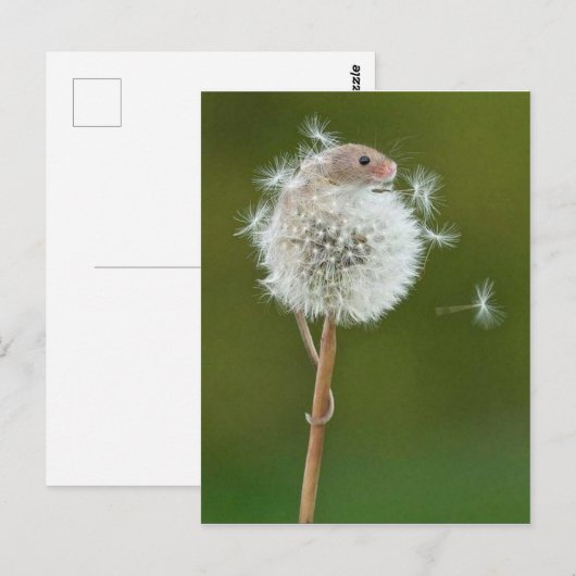 Briefkaart - Veldmuis en andelion (Voorkant / Achterkant)