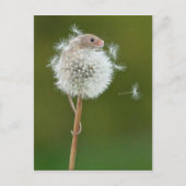 Briefkaart - Veldmuis en andelion (Voorkant)