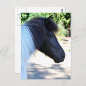 Briefkaart  verf IJslandse paarden (Voorkant / Achterkant)