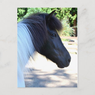 Briefkaart verf IJslandse paarden