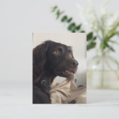 Briefkaart verwarde hond meme (Staand voorkant)