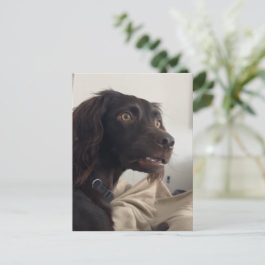 Briefkaart verwarde hond meme (Staand voorkant)